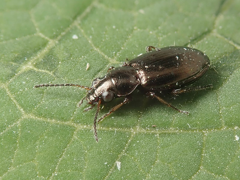 Carabidae: Bembidinae da identificare: Metallina ambigua